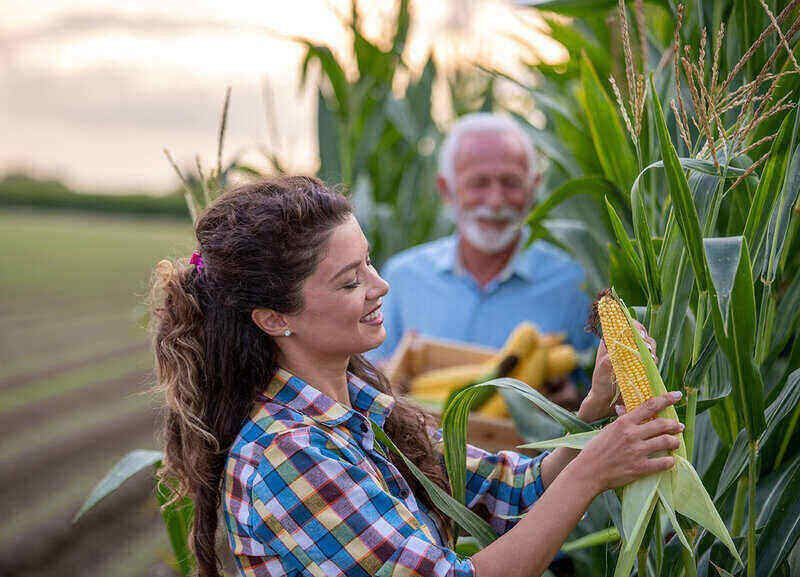 father and daughter working in cornfield