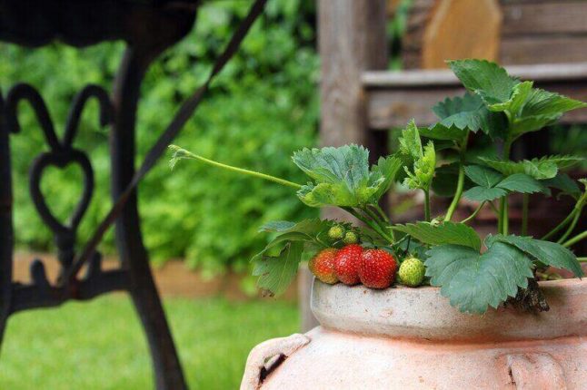 red strawberries hanging out of a container garden planter