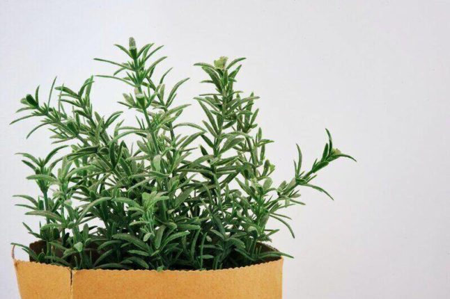 fresh rosemary in a paper bag