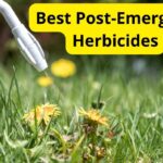 9 Best Post-Emergent Herbicides [Reviews]