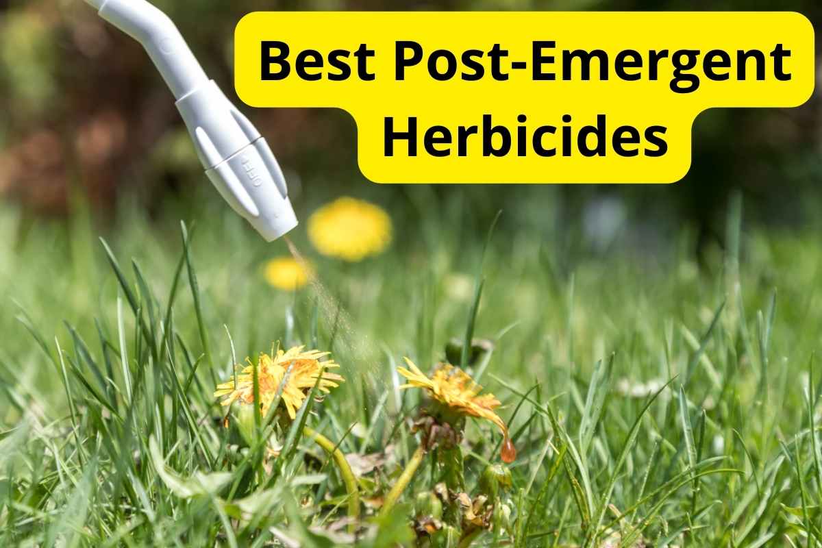 spraying herbicide on a dandelion with text overlay on it