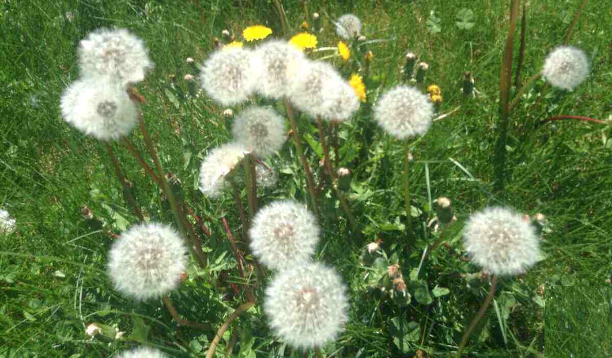 Dandelion weeds in a yard