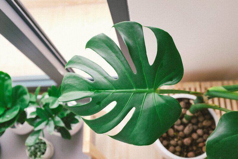 looking down on a large monstera leaf and plant in a pot