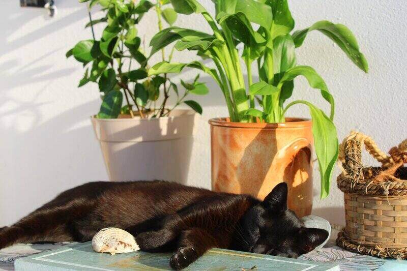 a black cat sleeping in front of 2 potted plants