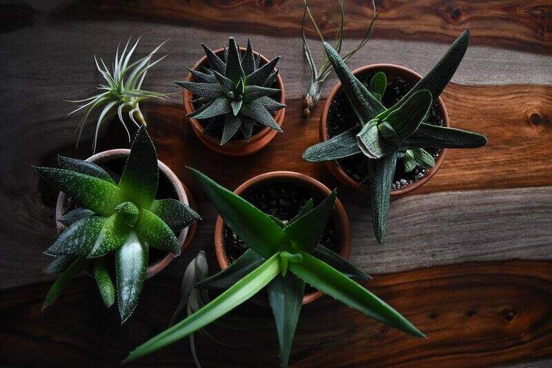 looking down on 5 different aloe plants in pots, sitting on a table