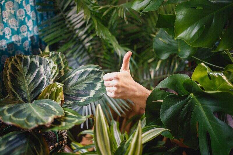 person hidden by various large plants, with the person's hand in a thumbs-up sticking out from within the leaves