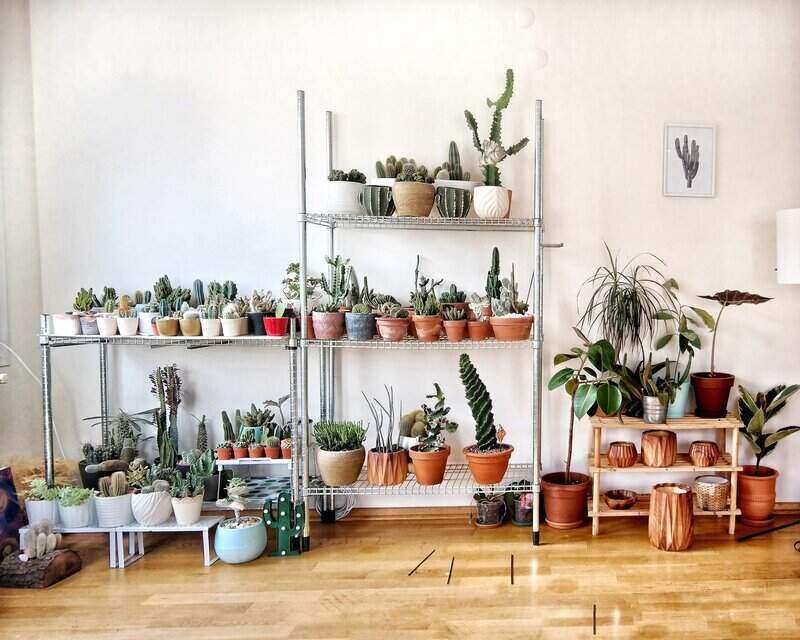 large variety of indoor plants on shelves