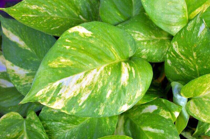 close-up of a golden pathos leaf