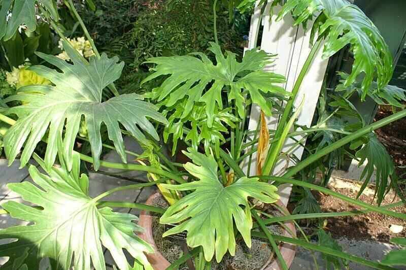 large split philodendron in a pot