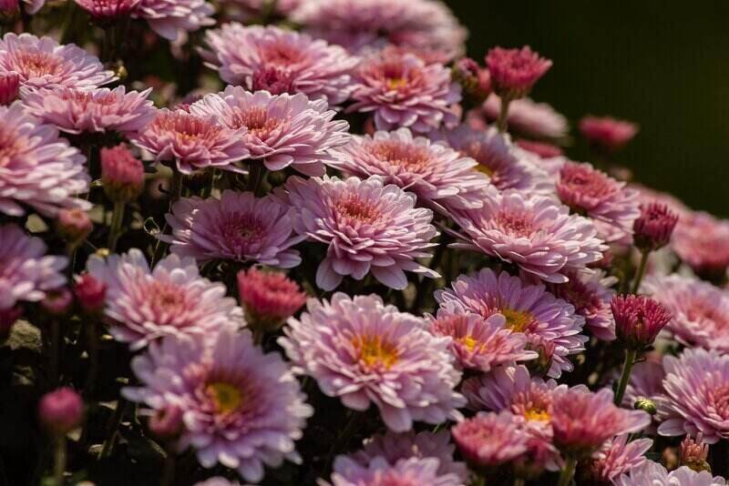 close-up of pink chrysanthemums