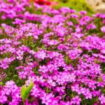 10 of the Best Flowering Ground Cover Plants