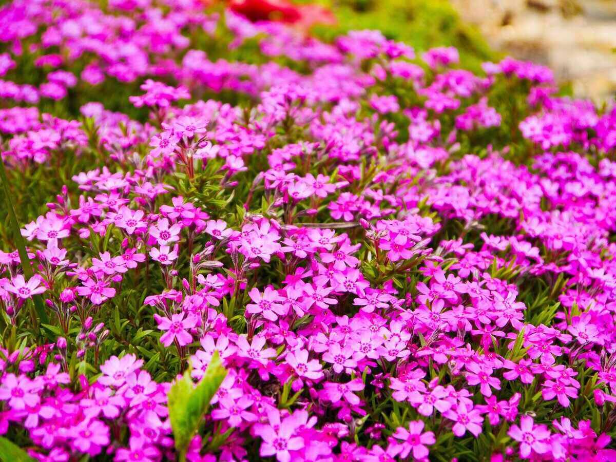 Beautiful pink ground cover meadow flower