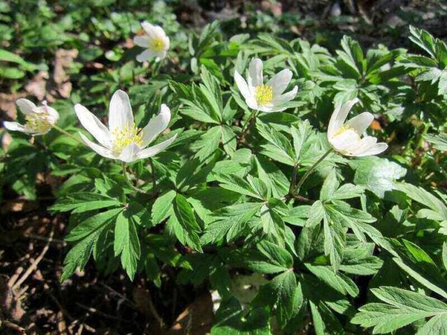 Canada Anemone (Anemone canadensis) is a ground cover with green leaves and white flowers with yellow centers