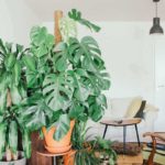 How Houseplants Can Purify the Air