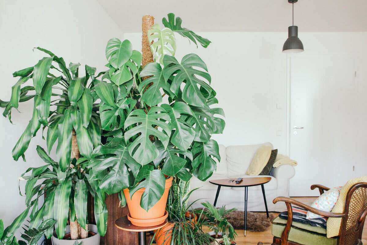 Large monstera plant, with various other plants inside of a home