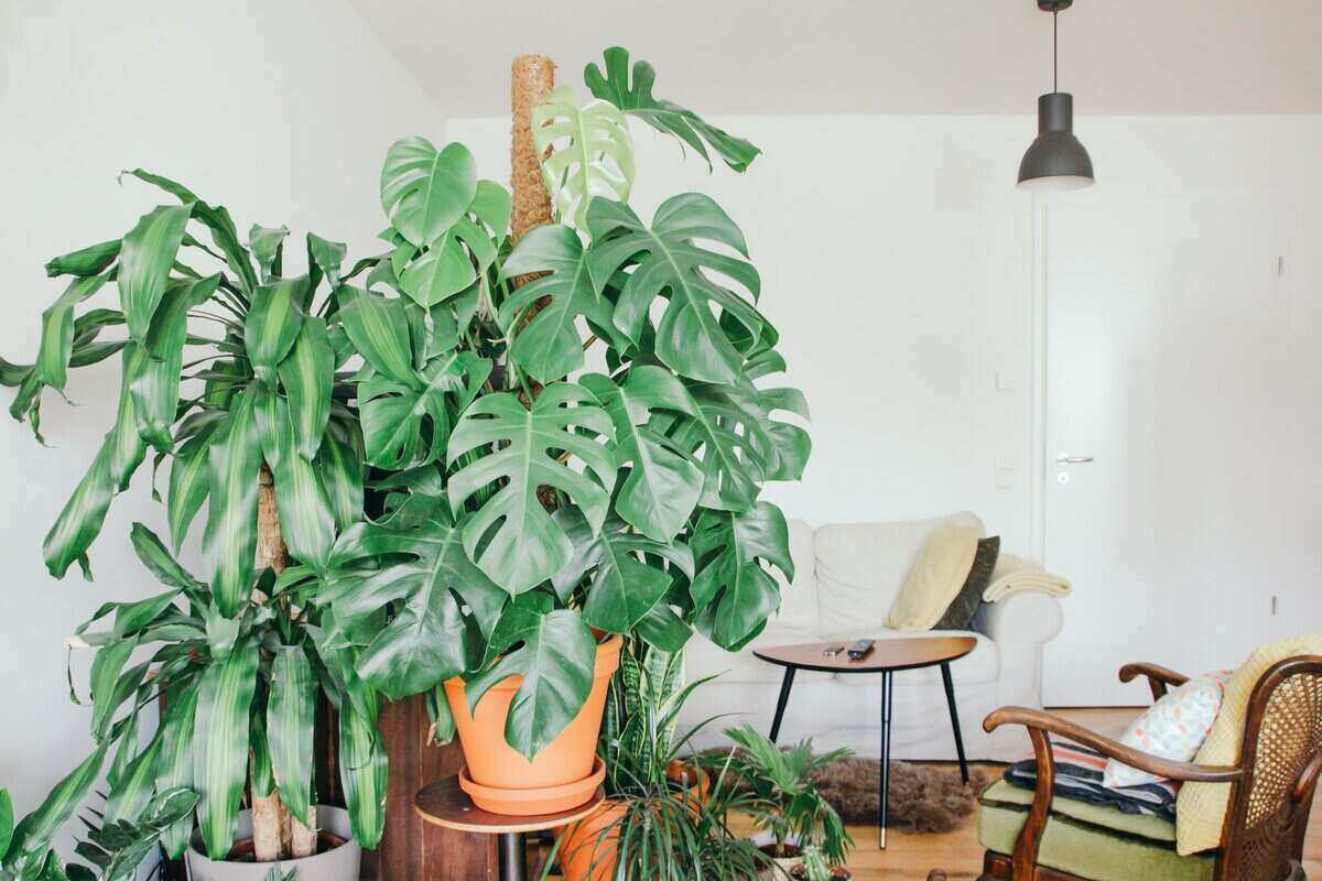 Monstera Plant And Indoor Air Quality