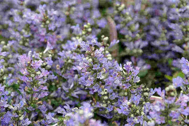 Bugleweed is a purplish flowering ground cover that resembles a bush
