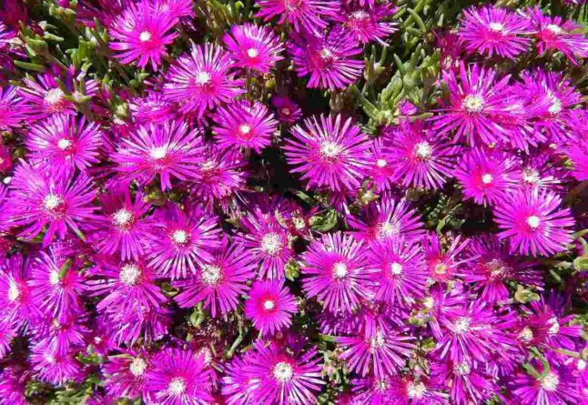 Ice plant in bloom with purple/pink color flowers with white/yellow center.