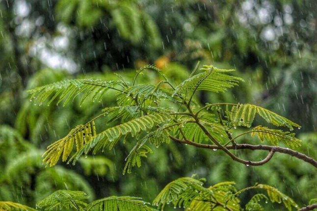 closeup of rain falling on tree branch