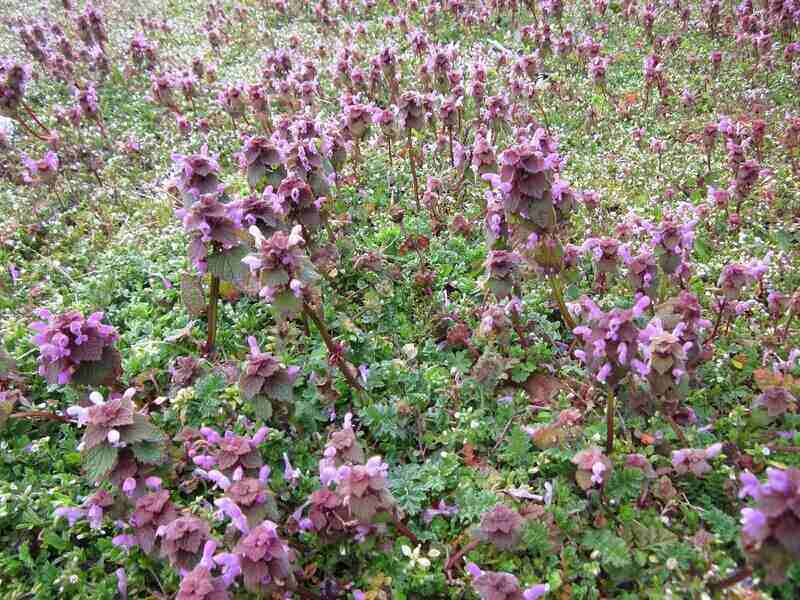 Spotted deadnettle looks like little trees sprouting with tall thin trunks and a canopy of purplish green flowers.
