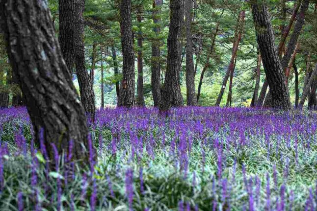 Field of purple Lilyturf, purple shoots of flowers from grass-type greenery
