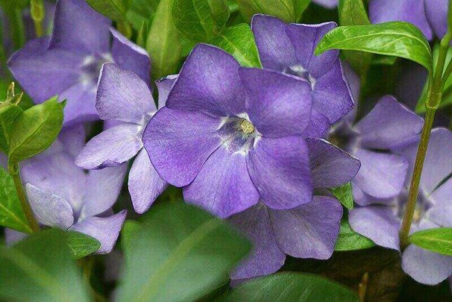 This tough, low-maintenance purple flowered ground cover plant is an evergreen perennial that can handle full shade and partial sun.