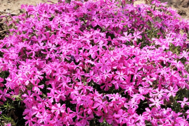 This pink creeping phlox makes for a beautiful ground cover.