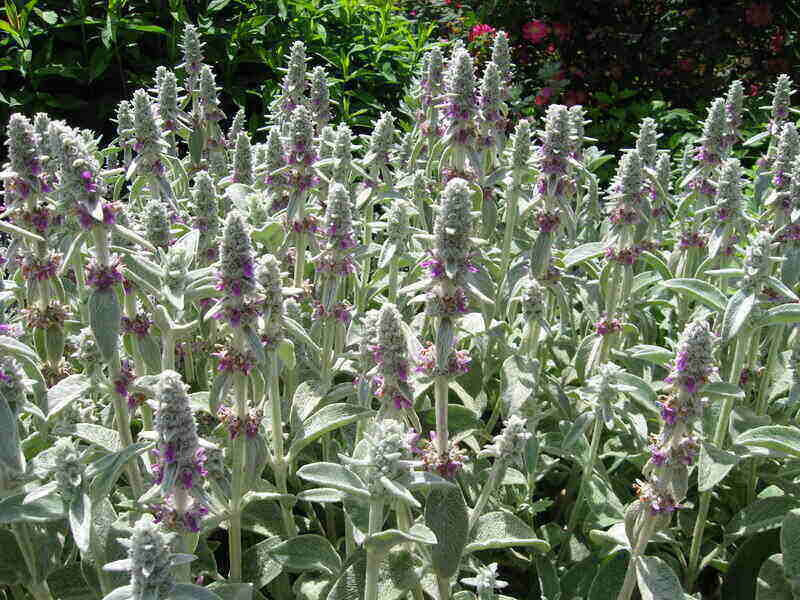 Lamb’s ear is a sun-loving ground cover plant known for its velvety look and feel of its namesake foliage.