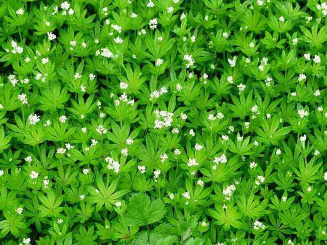 Sweet woodruff, named after the sweet smell of its deep green foliage, is an excellent ground cover plant for shady gardens.