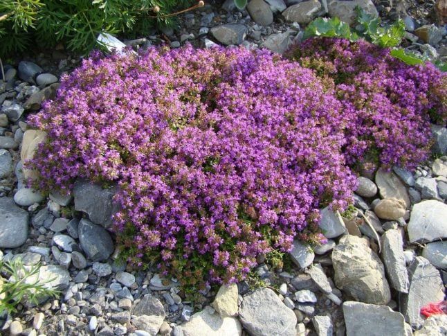 Creeping thyme is a ground cover that's green with purple flowers.