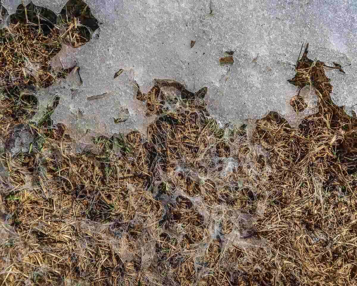 snow mold and snow on a lawn