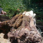 Pricing Guide: How Much Does Bee Hive Removal Cost?