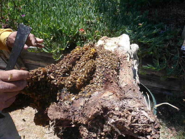 closeup of a bee hive that has been removed