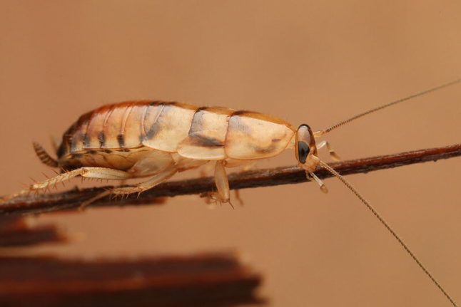 closeup of a cockroach nymph