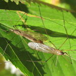How to Get Rid of Crane Flies