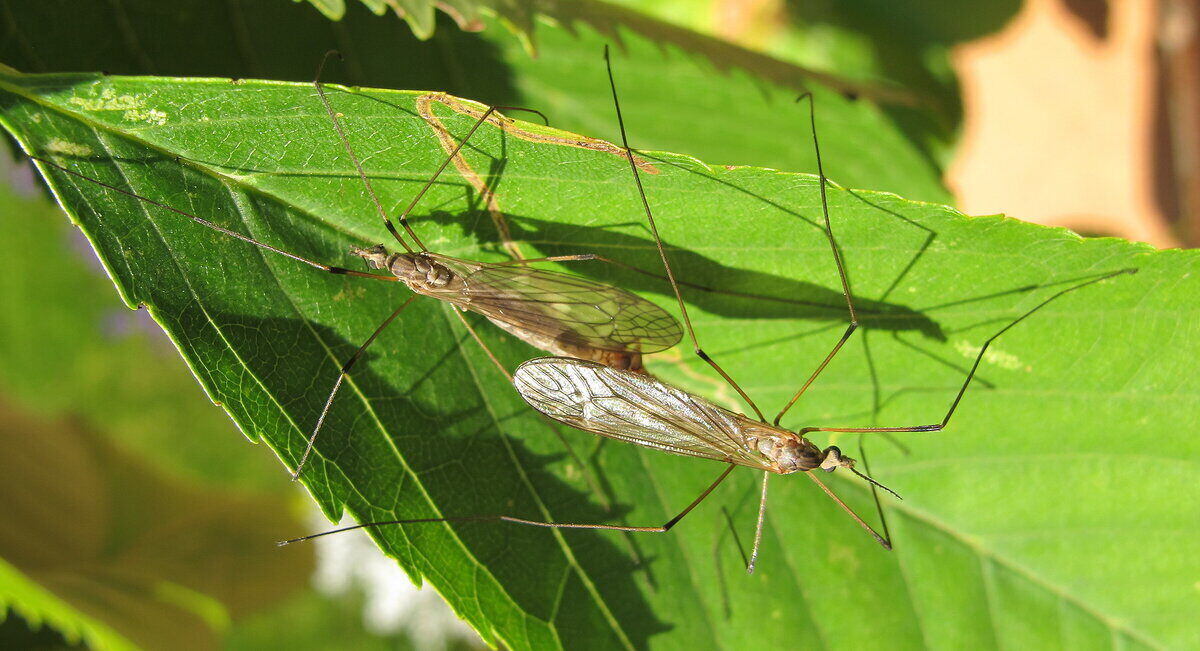 closeup of two crane flies on leaves