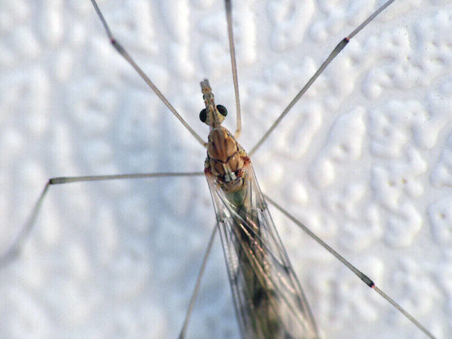 closeup of a crane fly