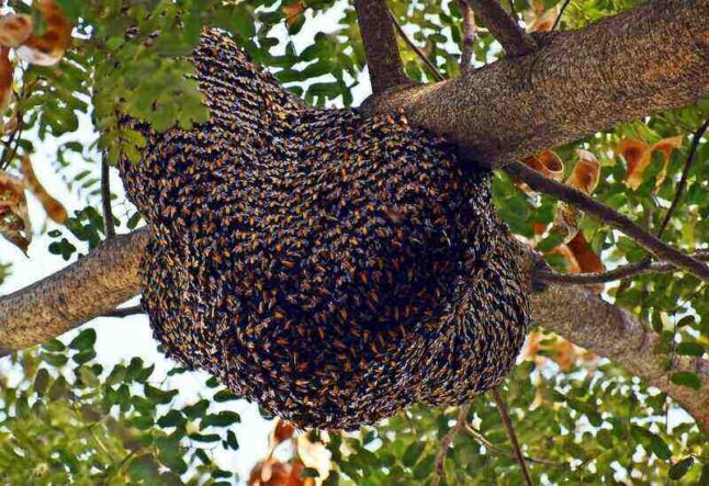 closeup of bee hive in tree
