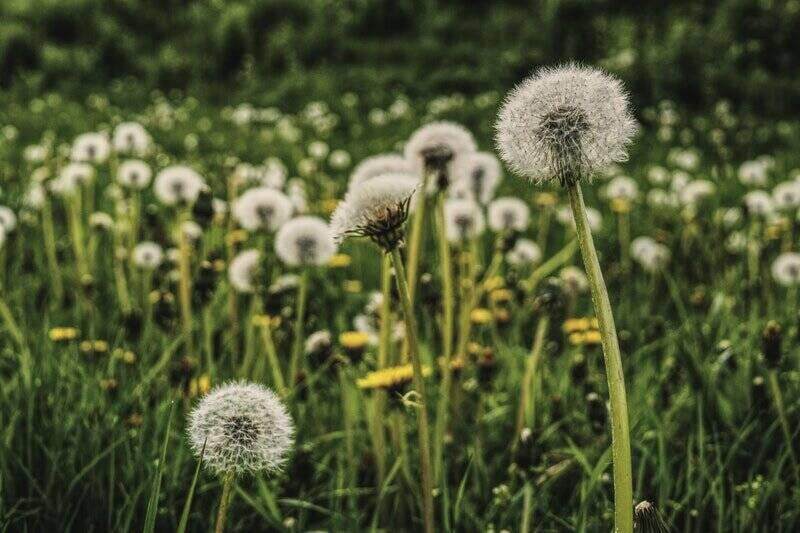 closeup of a field of dandelion weeds