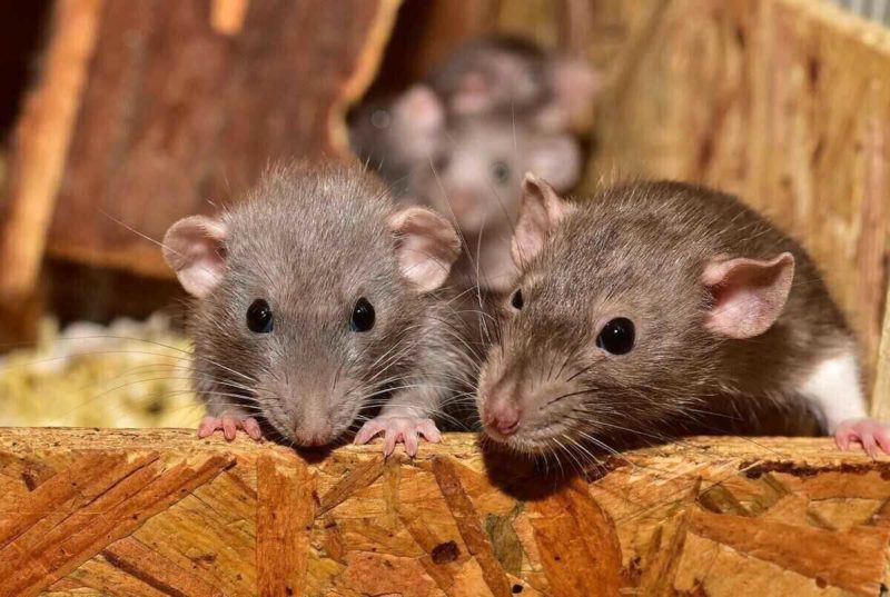 Mice sitting behind a piece of wood