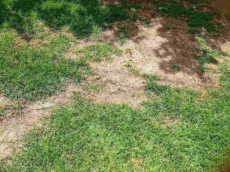 bald area of grass that looks brown