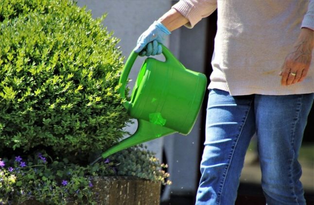 Woman watering a plant with a green pitcher