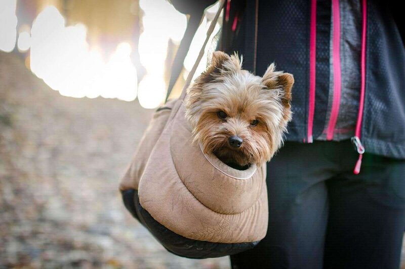 Small yorkie dog in a bag being carried by owner