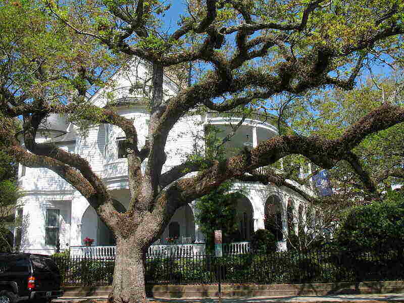 Large live oak in front of a white house
