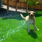 The Benefits of Dog-Friendly Landscaping