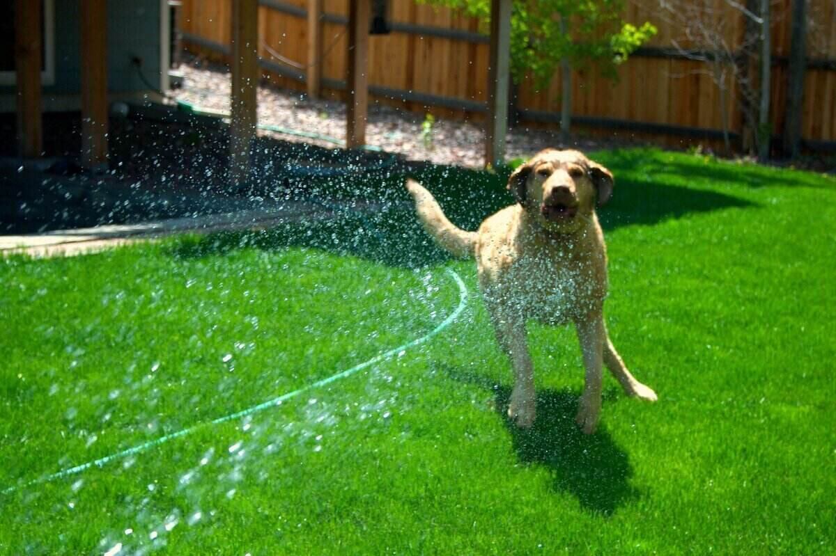 Dog running in water sprinkler in a backyard