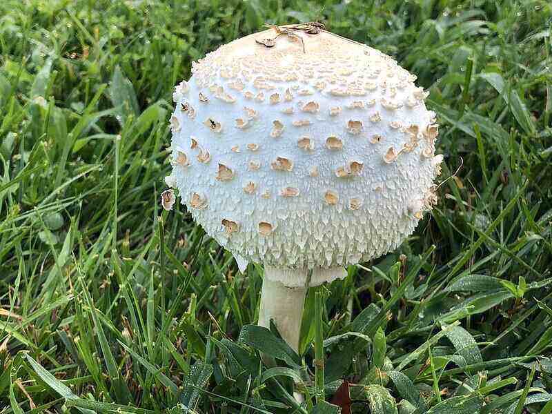 large white mushroom in grass