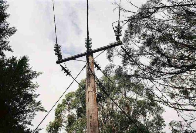 Powerlines very close to tree branches