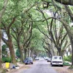 11 Hurricane-Resistant Landscaping Ideas