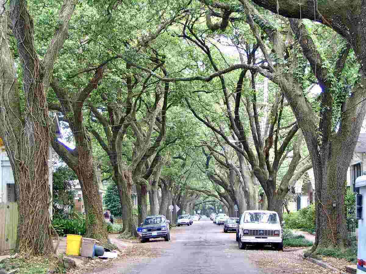 Road lined with towering live oak trees